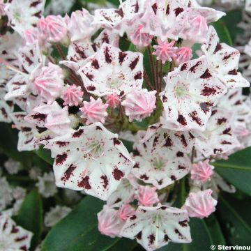 Kalmia latifolia Windrose - Mountain Laurel