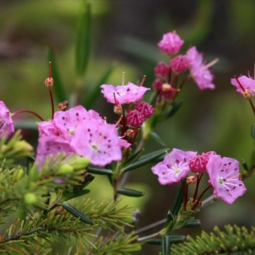 Kalmia polifolia