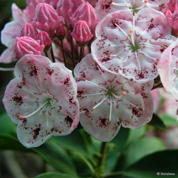 Kalmia latifolia Tofka - Mountain Laurel