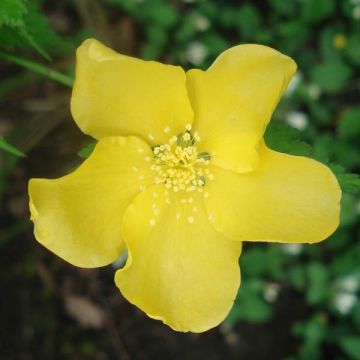 Kerria japonica Golden Guinea - Japanese Rose