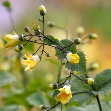 Kirengeshoma palmata