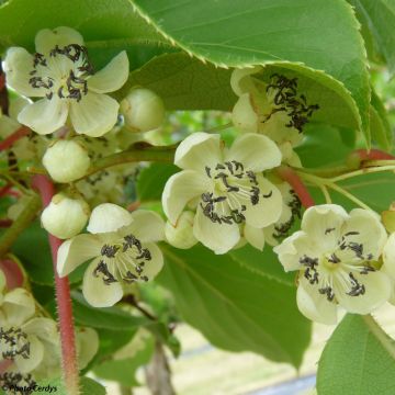 Hardy Kiwi Nostino (male) - Actinidia arguta