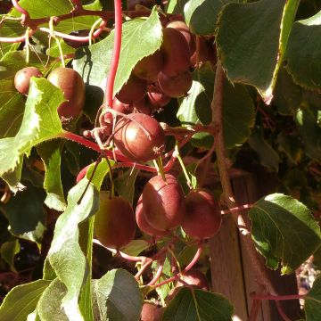 Hardy Red Jumbo (female) - Actinidia arguta