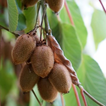 Kiwi Plant Kiwidoo (female) - Actinidia deliciosa