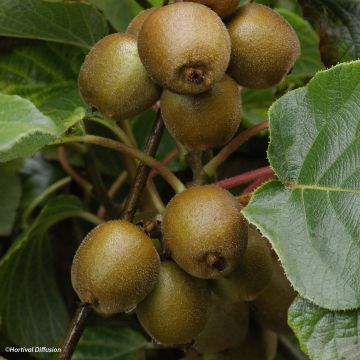 Yellow Kiwi Plant Minkigold (female) - Actinidia chinensis