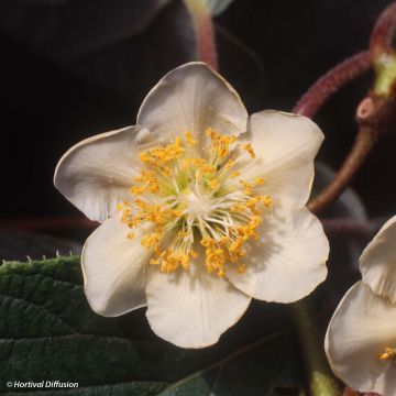 Yellow Kiwi Plant Minkimale (male) - Actinidia chinensis