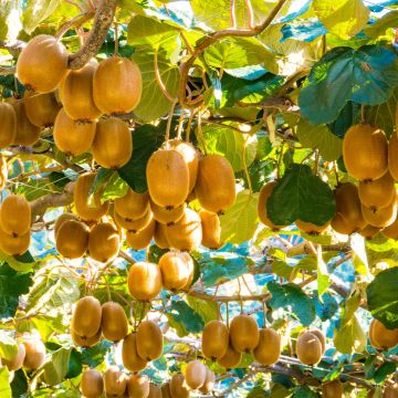 Kiwi Plant Montcap (female) - Actinidia deliciosa