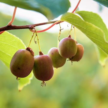 Hardy Kiwi Ananasnaya (female) - Actinidia arguta