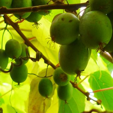 Hardy Kiwi Bayern (female) - Actinidia arguta