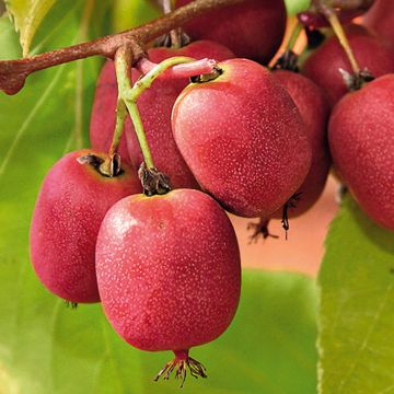 Hardy Kiwi Bingo (female) - Actinidia arguta