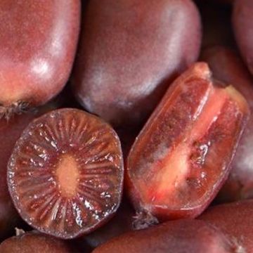 Hardy Kiwi Scarlet September (female) - Actinidia arguta