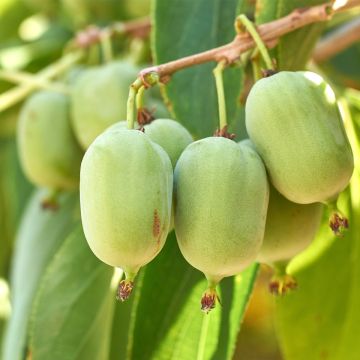 Hardy Super Jumbo (female) - Actinidia arguta