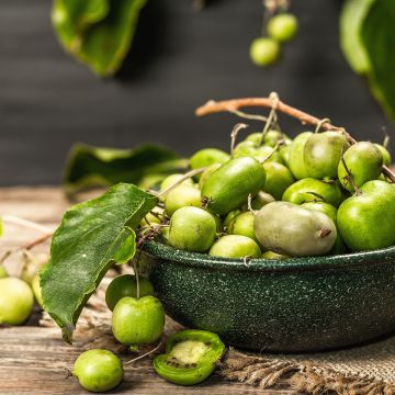 Hardy Kiwi Vitikiwi (self-fertile) - Actinidia arguta