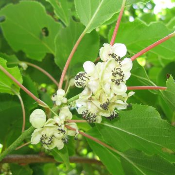 Hardy Kiwi Weikii (male) - Actinidia arguta