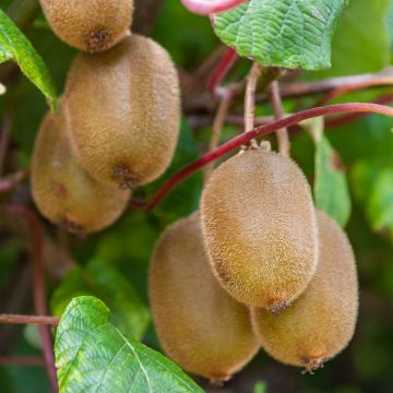Kiwi Plant Boskoop (self-fertile) - Actinidia deliciosa