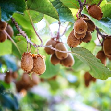 Actinidia chinensis