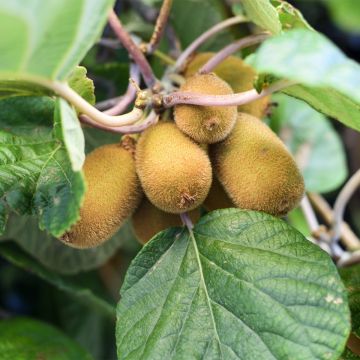 Kiwi Plant Solo (self-fertile) - Actinidia chinensis