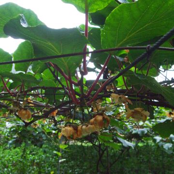 Kiwi Plant Golden Delight (male) - Actinidia chinensis