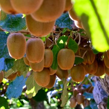 Kiwi Plant Monty (female) - Actinidia deliciosa