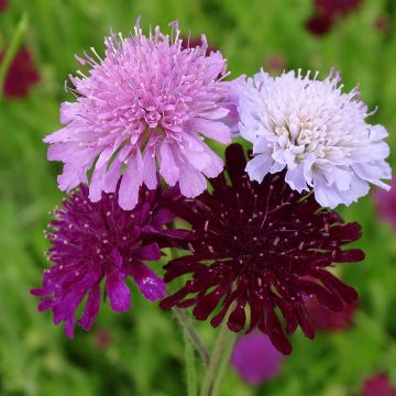 Knautia macedonica Melton Pastels - Macedonian scabious