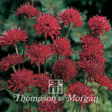 Knautia macedonica Seeds - Macedonian Scabious