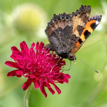 Knautia macedonica Red Knight