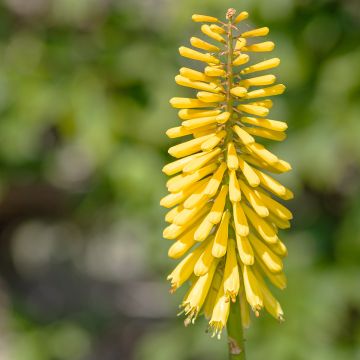 Kniphofia Dingaan - Red Hot Poker