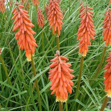 Kniphofia Elvira - Red Hot Poker