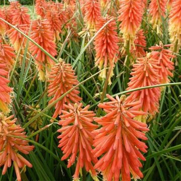 Kniphofia uvaria Redhot Popsicle - Red Hot Poker