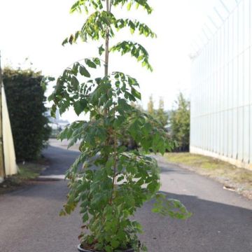 Koelreuteria paniculata Coral Sun