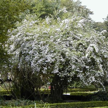 Kolkwitzia amabilis - Beauty Bush