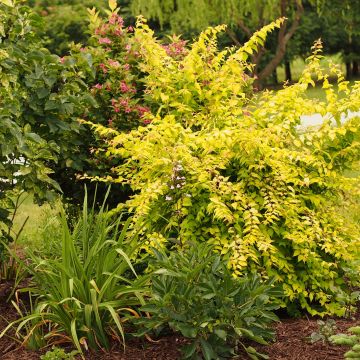 Kolkwitzia amabilis Maradco - Buisson de beauté