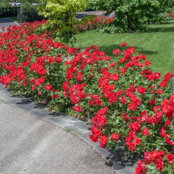 Rosa x polyantha La Sevillana - Polyantha Rose