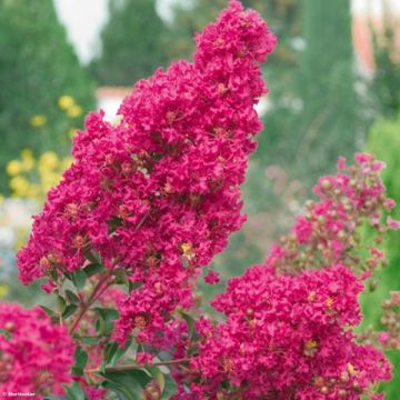 Lagerstroemia Summer Charm Tonto - Crape Myrtle