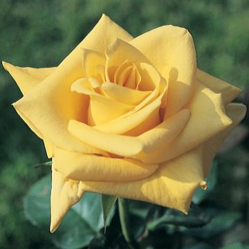 Rosa Landora - Standard Rose