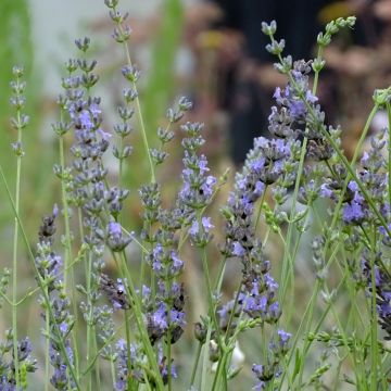 Lavandula intermedia Grappenhall - Lavandin