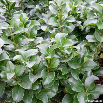 Ligustrum japonicum Rotundifolium - Japanese Privet