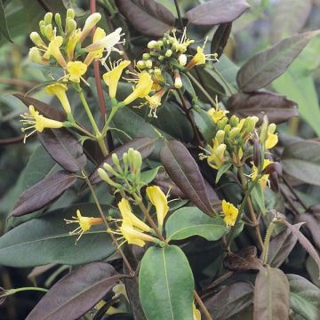 Lonicera henryi Copper Beauty - Henry's honeysuckle