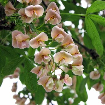 Laburnocytisus adamii - Cytise d'Adam bicolore