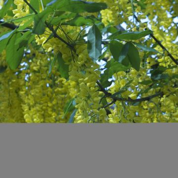 Laburnum anagyroides