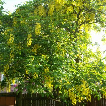 Laburnum x watereri Vossii