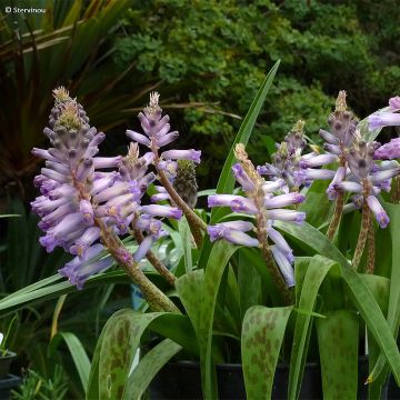 Lachenalia aloides African Beauty Rupert