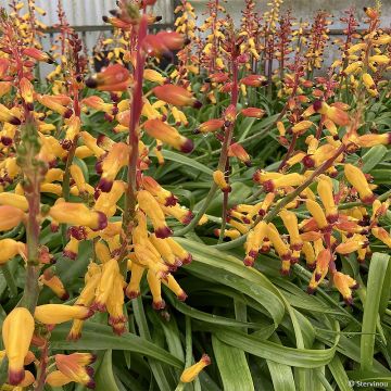 Lachenalia aloides African Beauty Namakwa