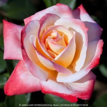 Rosa 'Laeticia Casta' - Shrub Rose