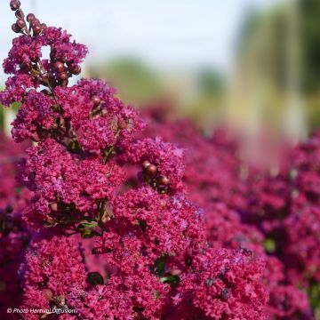 Lagerstroemia indica Braise d'Eté 'Indybra'