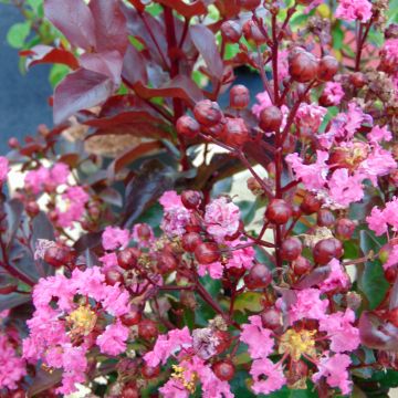 Lagerstroemia indica Rhapsody in Pink - Crape Myrtle