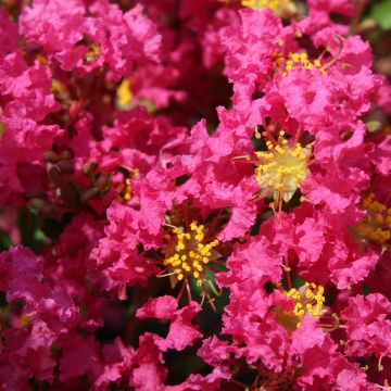 Lagerstroemia indica Bergerac - Crape Myrtle