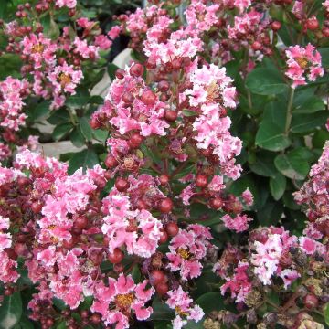 Lagerstroemia indica Berlingot Menthe - Crape Myrtle