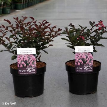 Lagerstroemia indica Coral Magic - Crape Myrtle