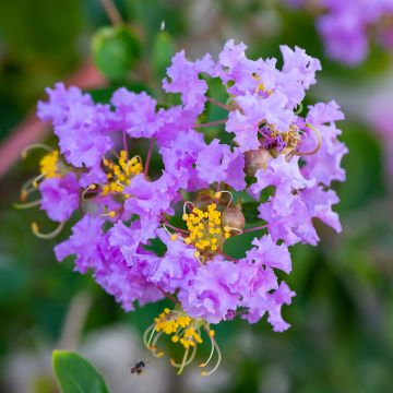 Lagerstroemia indica Cordon Bleu